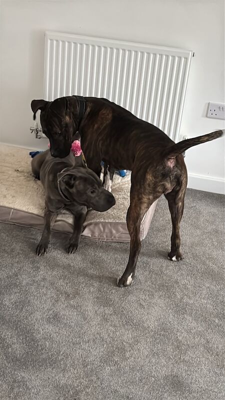 Cane Corso puppies for sale in Essex – 1 year old