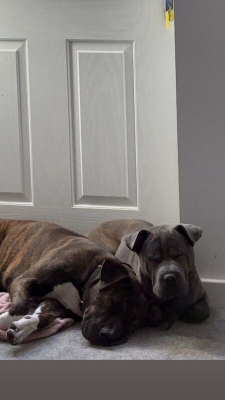 Cane Corso puppies for sale in Essex – 1 year old - Image 2 of 3