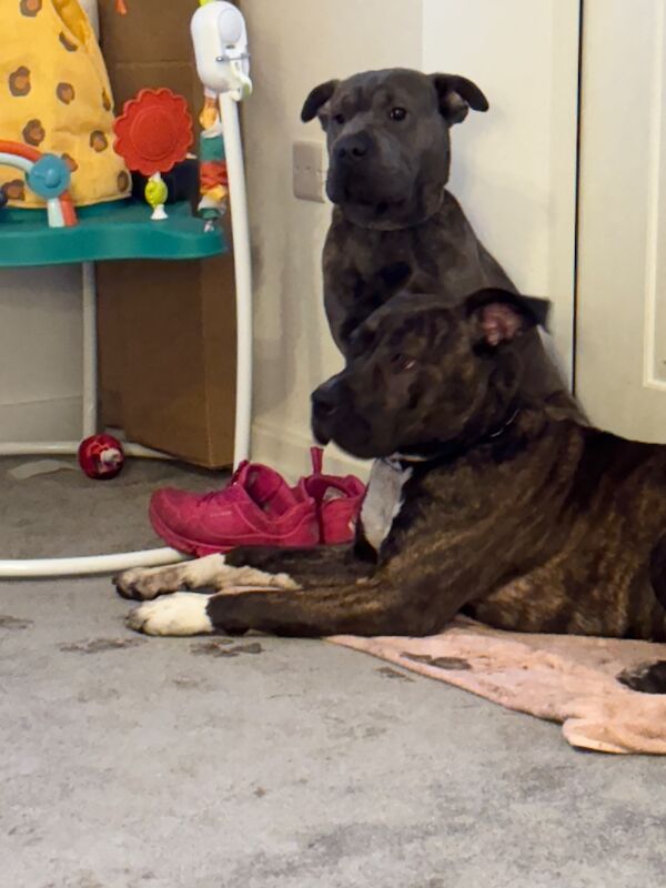 Cane Corso puppies for sale in Essex – 1 year old - Image 3 of 3