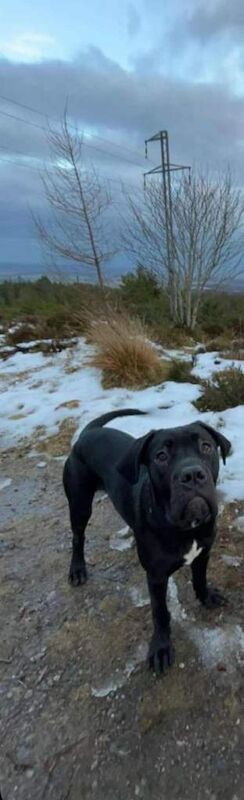 Cane Corso puppies for sale in Tain, Highland – 7 months old