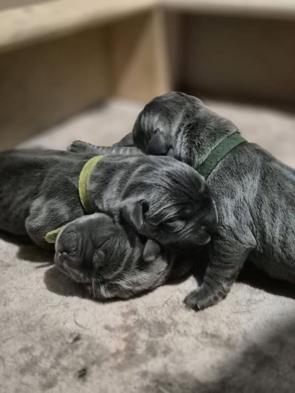 Pedigree Cane Corso Puppies for sale in Woking, Surrey | Image 2