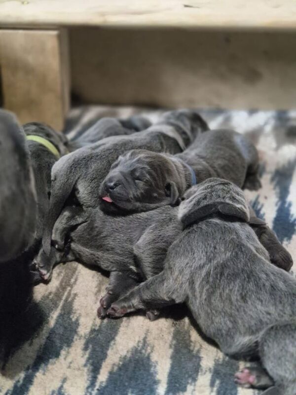 Pedigree Cane Corso Puppies for sale in Woking, Surrey | Image 3