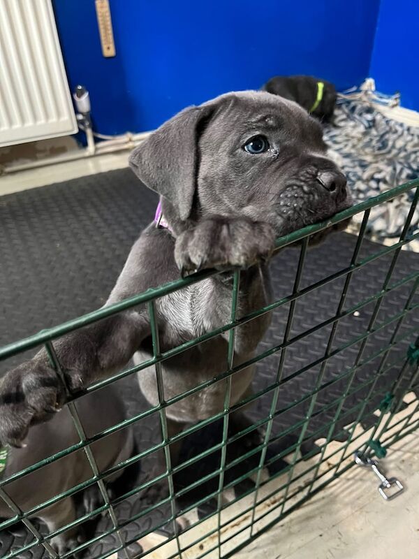 Cane Corso puppies for sale in Woking, Surrey – 11 weeks old