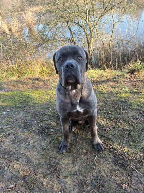 Pocket bully x cane corso - Image 2 of 3