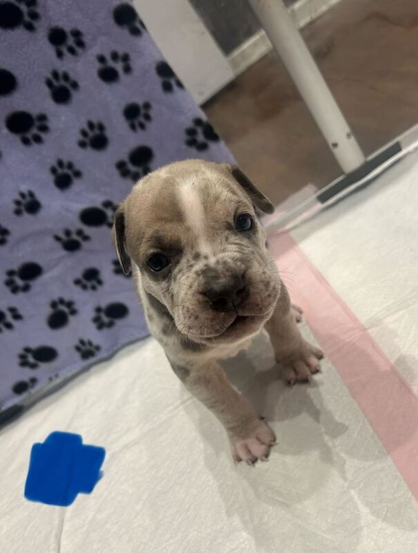 Pocket bully x cane corso - Image 3 of 3