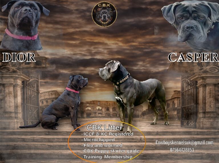 Premium Cane Corso Puppies *Genesis Bloodline