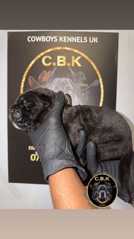 Premium Cane Corso Puppies *Genesis Bloodline - Image 2 of 4