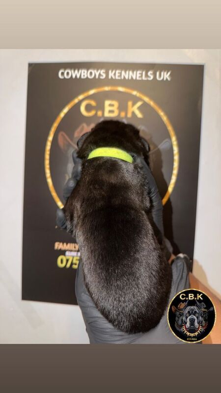 Premium Cane Corso Puppies *Genesis Bloodline - Image 3 of 4