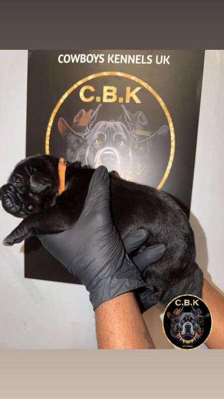 Premium Cane Corso Puppies *Genesis Bloodline - Image 4 of 4