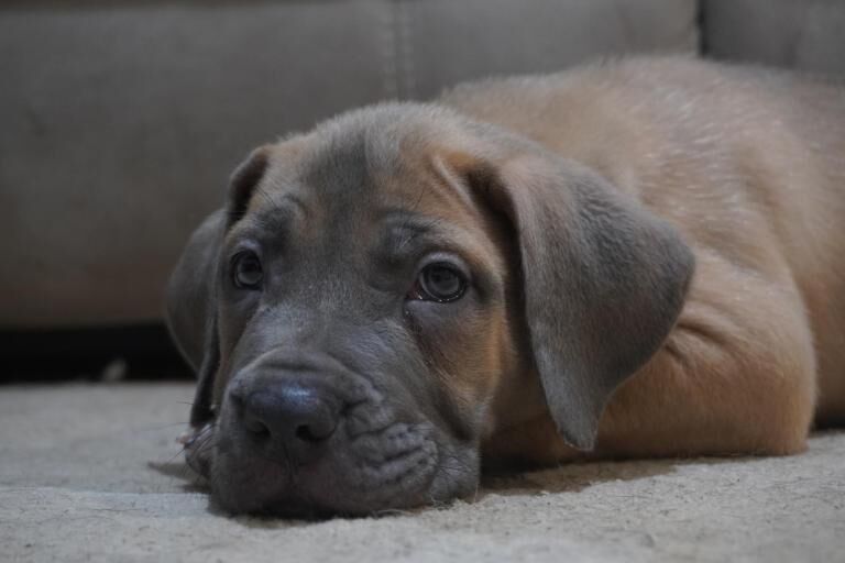 Pup for sale - Image 2 of 3