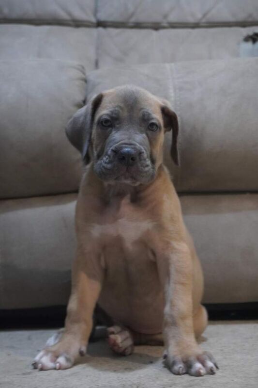 Pup for sale - Image 3 of 3