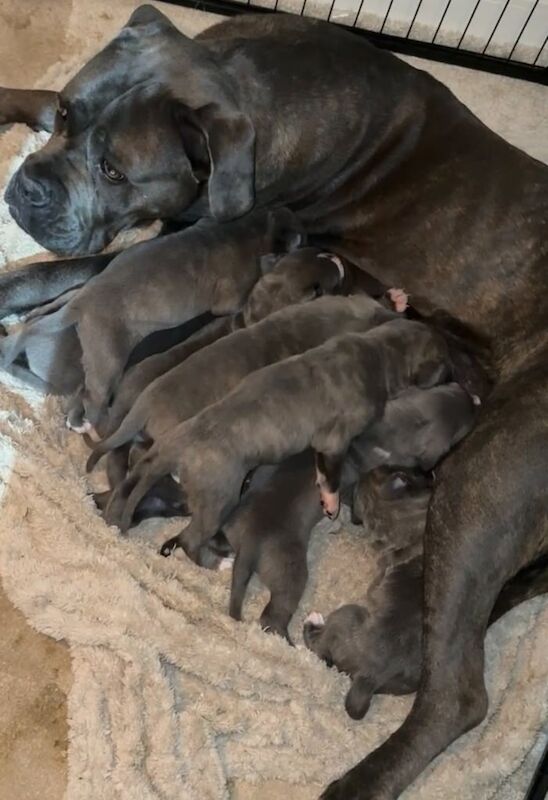 Cane Corso puppies for sale in Sheffield, South Yorkshire – 4 weeks old