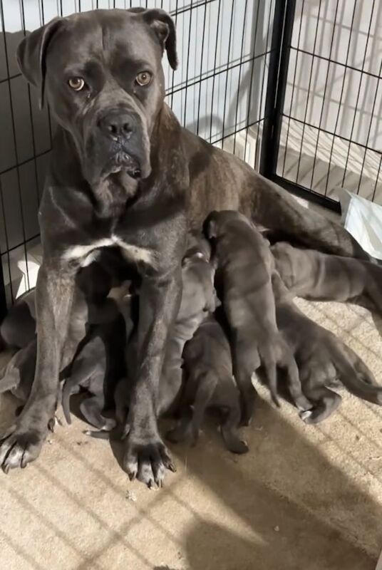 Cane Corso puppies for sale in Sheffield, South Yorkshire – 4 weeks old - Image 2 of 3