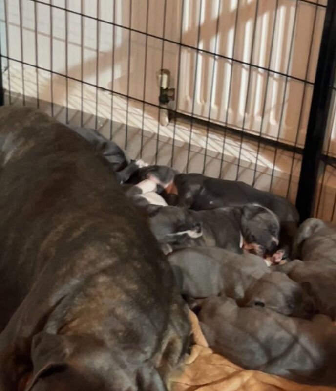 Cane Corso puppies for sale in Sheffield, South Yorkshire – 4 weeks old - Image 3 of 3