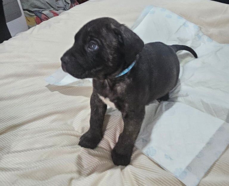 Cane Corso puppies for sale in Seacroft, West Yorkshire – 7 weeks old