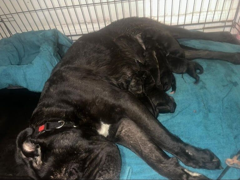 Cane Corso puppies for sale in Seacroft, West Yorkshire – 7 weeks old - Image 2 of 3