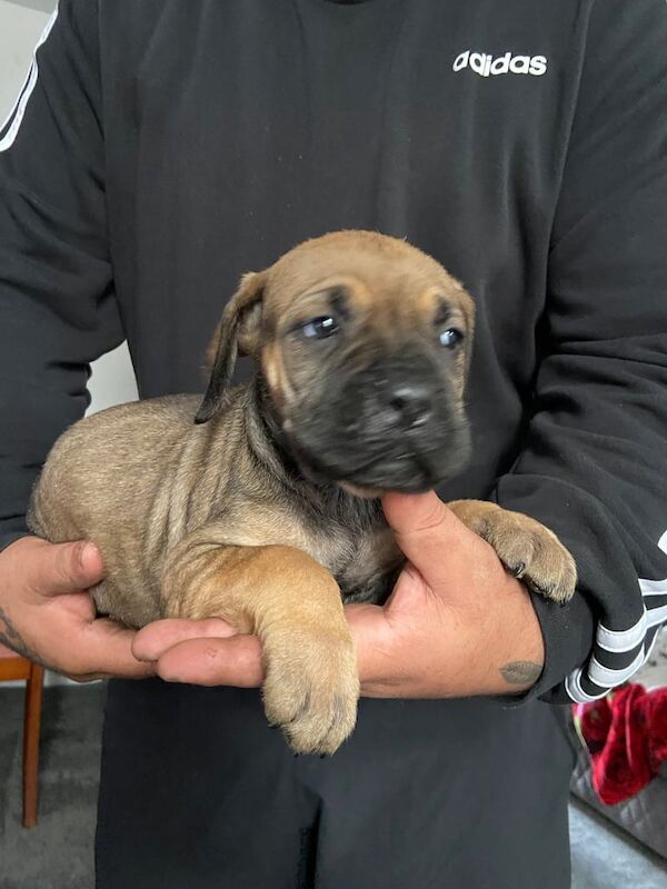 Cane Corso puppies for sale in Huddersfield, West Yorkshire – 11 weeks old