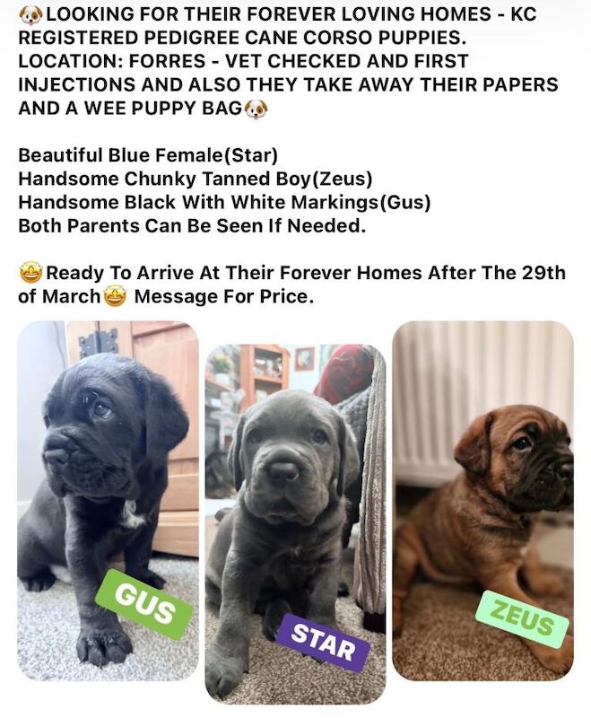 Cane Corso Puppies For Sale