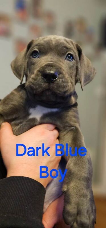 Cane Corso puppies for sale in Blairgowrie, Perth And Kinross – 9 weeks old - Image 2 of 6