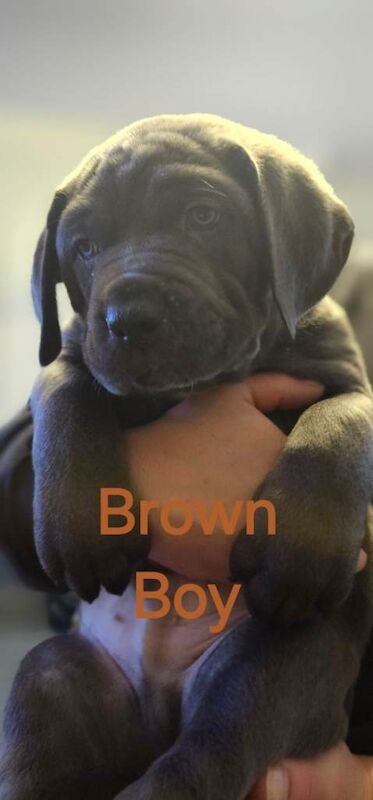 Cane Corso puppies for sale in Blairgowrie, Perth And Kinross – 9 weeks old - Image 3 of 6