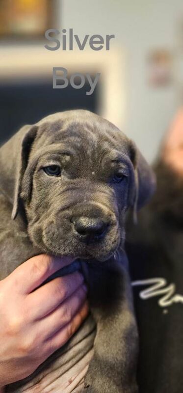 Cane Corso puppies for sale in Blairgowrie, Perth And Kinross – 9 weeks old - Image 4 of 6
