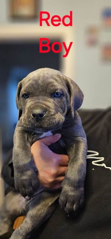 Cane Corso puppies for sale in Blairgowrie, Perth And Kinross – 9 weeks old - Image 5 of 6