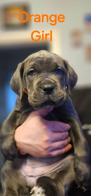 Cane Corso puppies for sale in Blairgowrie, Perth And Kinross – 9 weeks old - Image 6 of 6