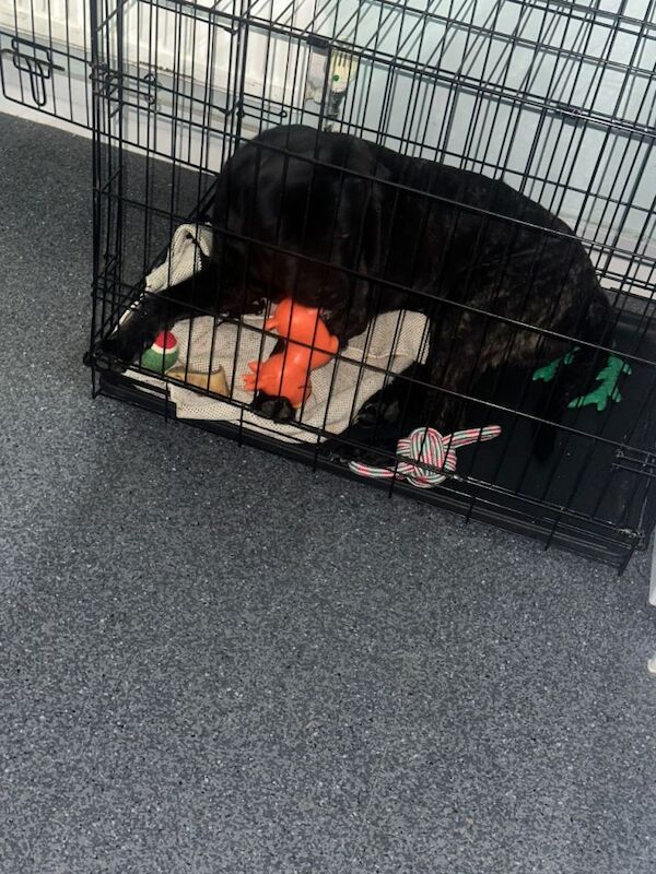 Cane Corso puppies for sale in Crawley, West Sussex – 8 months old