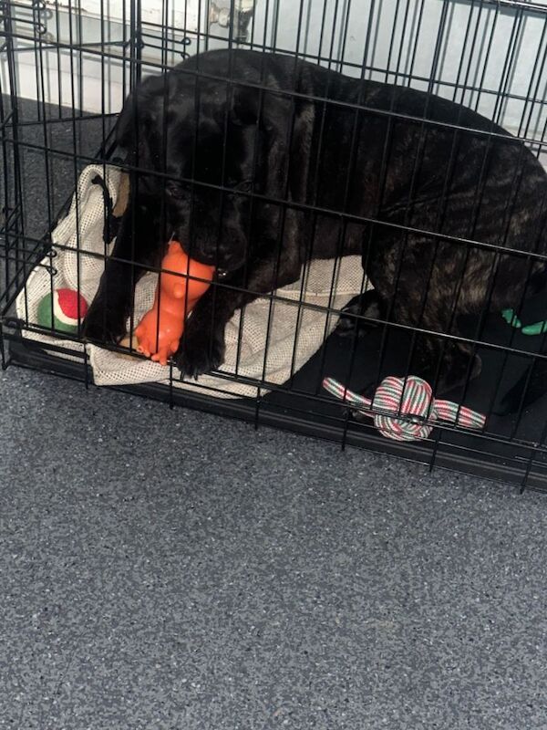 Cane Corso puppies for sale in Crawley, West Sussex – 8 months old - Image 2 of 4