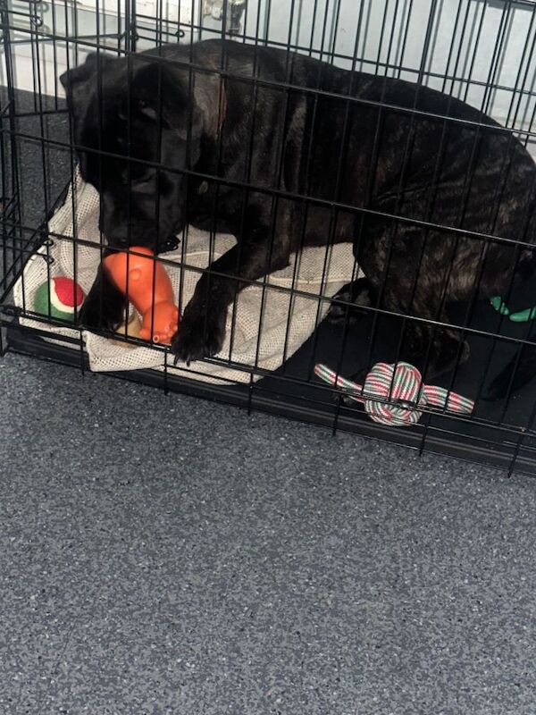 Cane Corso puppies for sale in Crawley, West Sussex – 8 months old - Image 3 of 4