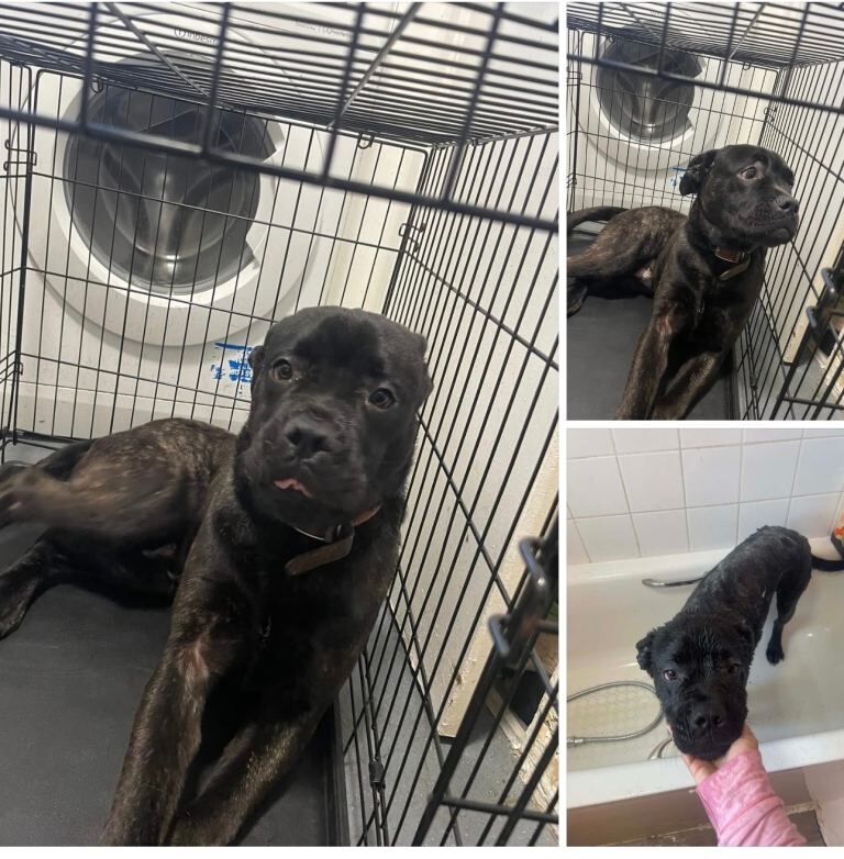 Cane Corso puppies for sale in Crawley, West Sussex – 8 months old - Image 4 of 4