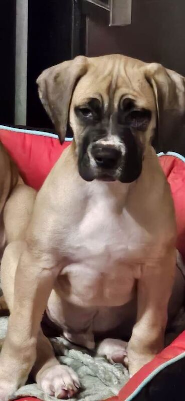 Cane Corso puppies for sale in Highland Boath, Nairn – 3 months old