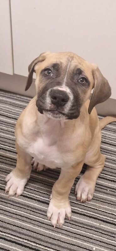 Cane Corso puppies for sale in Highland Boath, Nairn – 3 months old - Image 2 of 2