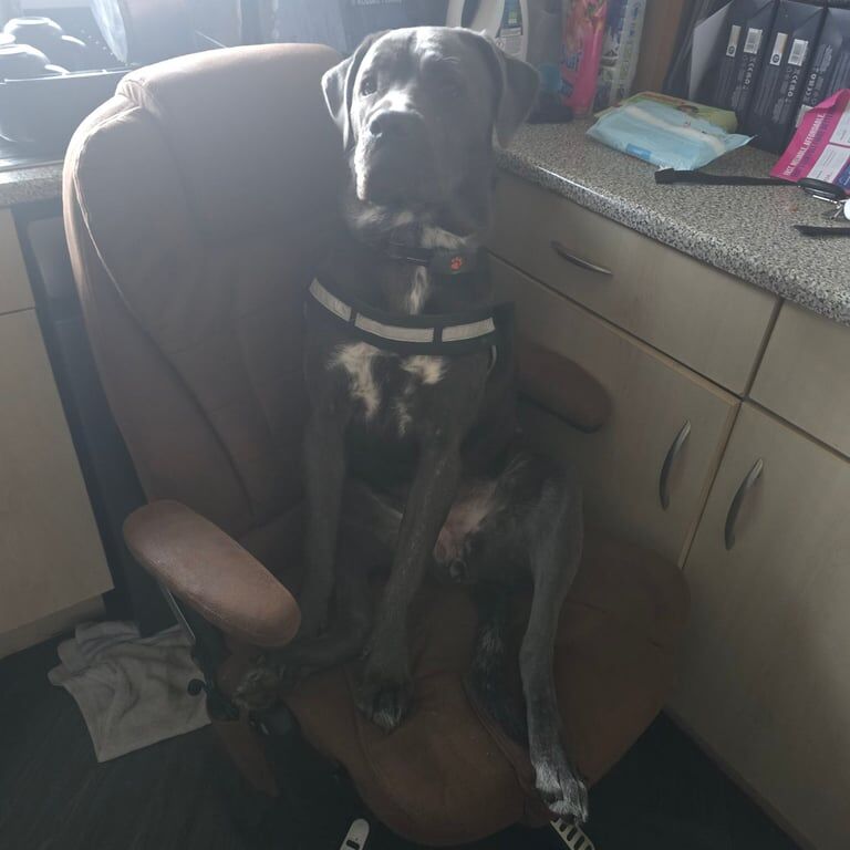 Cane Corso puppies for sale in Sandwell, West Midlands – 10 months old