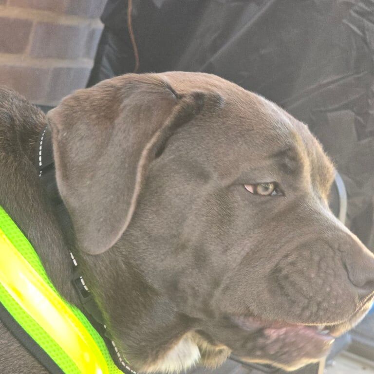 Cane Corso puppies for sale in Sandwell, West Midlands – 10 months old - Image 2 of 4