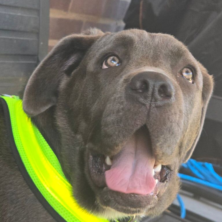 Cane Corso puppies for sale in Sandwell, West Midlands – 10 months old - Image 3 of 4