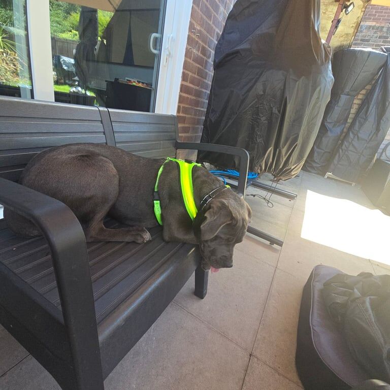 Cane Corso puppies for sale in Sandwell, West Midlands – 10 months old - Image 4 of 4
