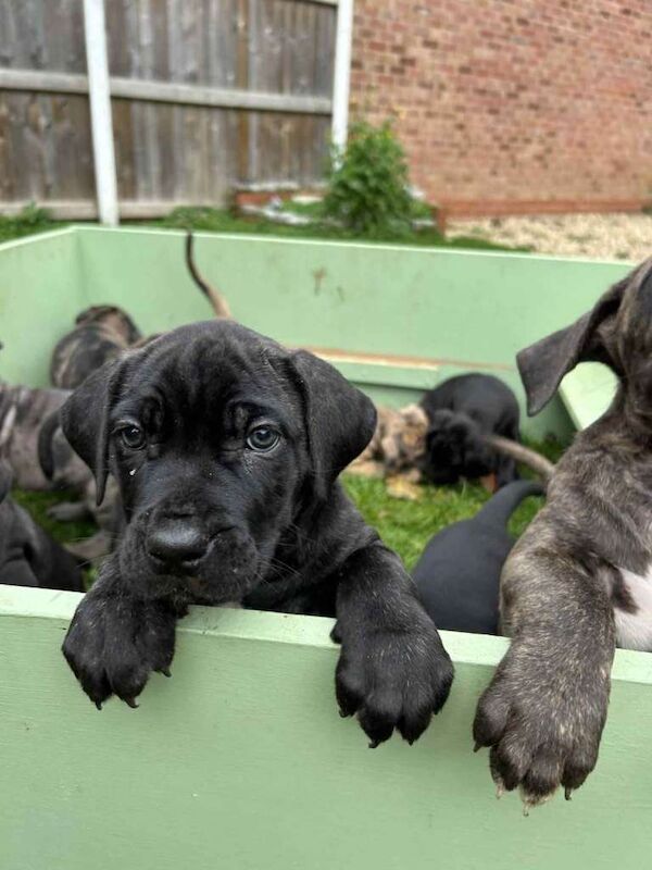 Cane Corso puppies for sale in Grimsby, Lincolnshire – 8 weeks old - Image 2 of 5