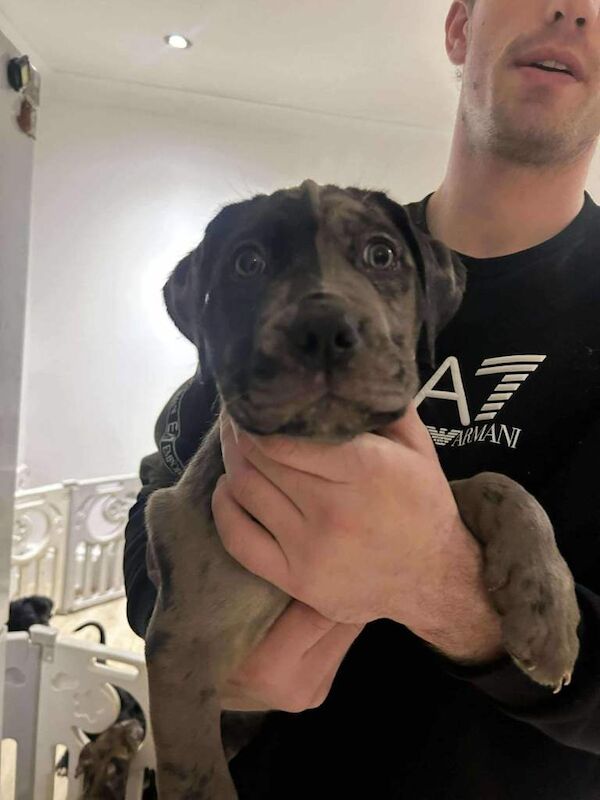 Cane Corso puppies for sale in Grimsby, Lincolnshire – 8 weeks old - Image 3 of 5