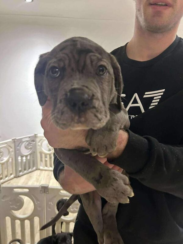 Cane Corso puppies for sale in Grimsby, Lincolnshire – 8 weeks old - Image 4 of 5