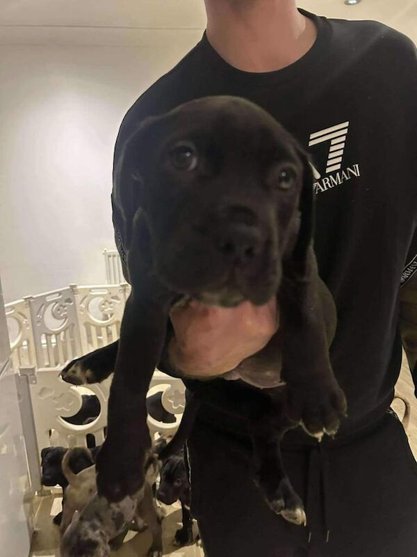 Cane Corso puppies for sale in Grimsby, Lincolnshire – 8 weeks old - Image 5 of 5