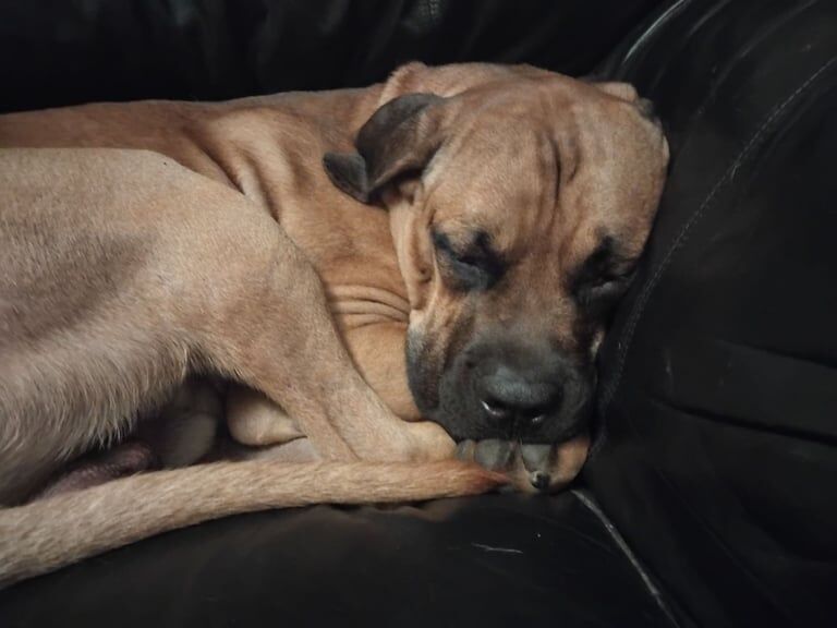 Cane Corso puppies for sale in Bradford, West Yorkshire – 7 weeks old