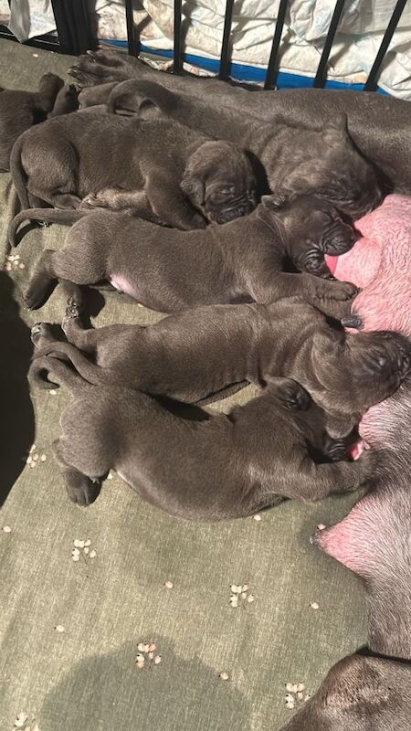 Cane Corso puppies for sale in Coventry, West Midlands – KC registered, 2 weeks old