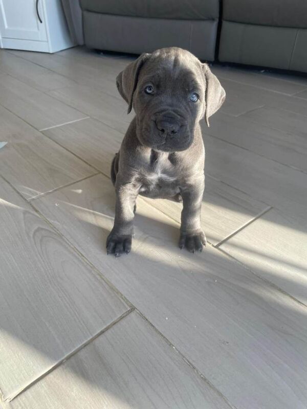 Kennel Club Registered Cane Corso Puppies For Sale