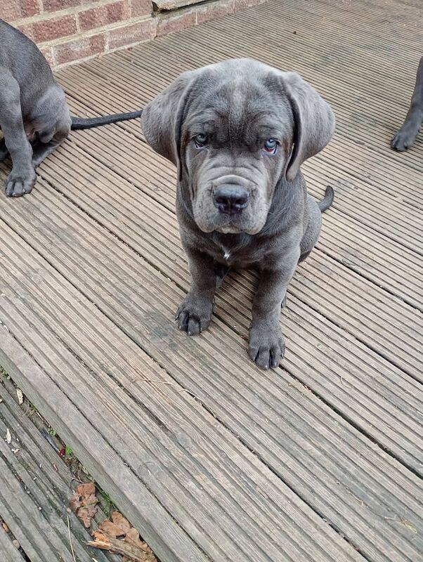 Cane Corso puppies for sale in Hastings, East Sussex – 3 months old
