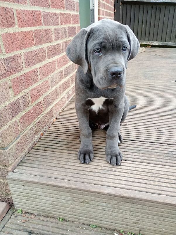 Cane Corso puppies for sale in Hastings, East Sussex β 3 months old - Image 2 of 4