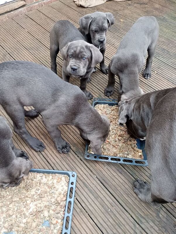 Cane Corso puppies for sale in Hastings, East Sussex β 3 months old - Image 3 of 4