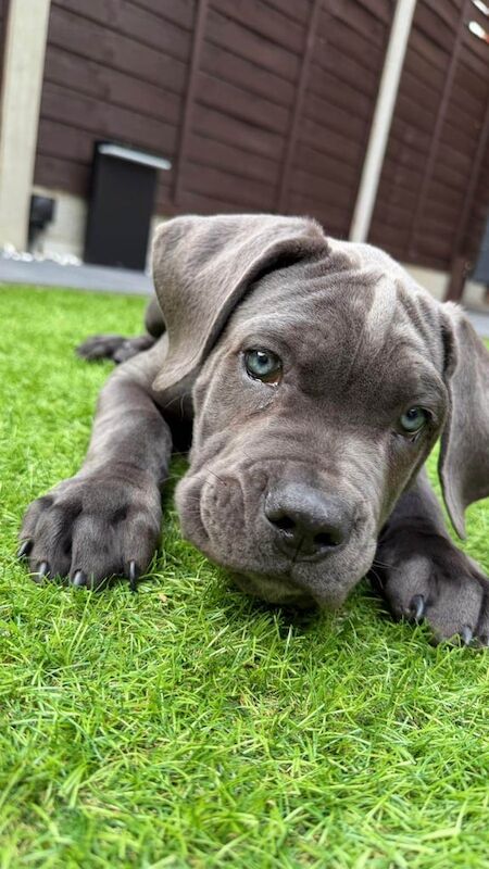 Cane Corso puppies for sale in Hastings, East Sussex β 3 months old - Image 4 of 4