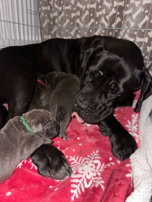 Kennel Club Registered Cane Corso Puppies For Sale