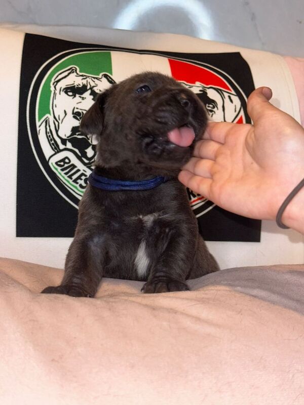 Cane Corso puppies for sale in Barnet, Greater London – KC registered, 2 weeks old - Image 3 of 4